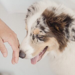 5 Proven Strategies for Calming an Anxious Dog