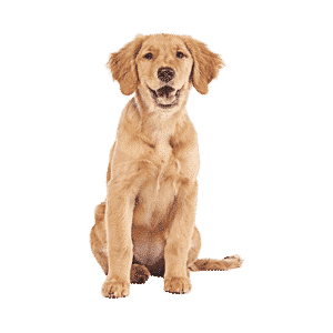 pet_store_dog_10-removebg-preview