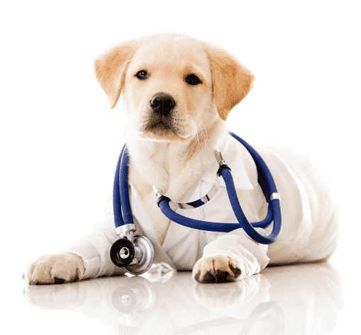 Calm Dogs Calming Aid for Dogs is Veterinarian Recommended