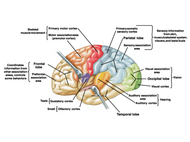 Canine Anxiety and The Brain