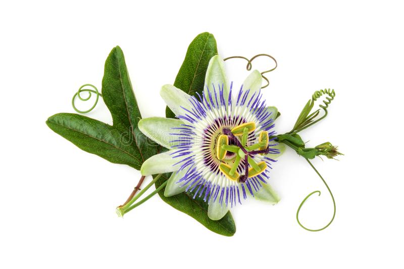 Passionflower for Dog Anxiety