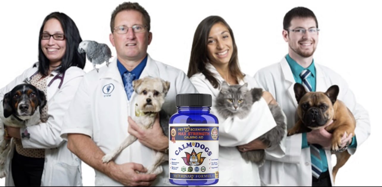 Dog Anxiety Medications Versus Dog Anxiety Supplements CALM DOGS