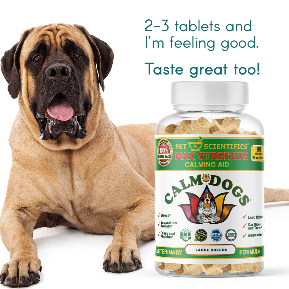 Dog Anxiety Medication