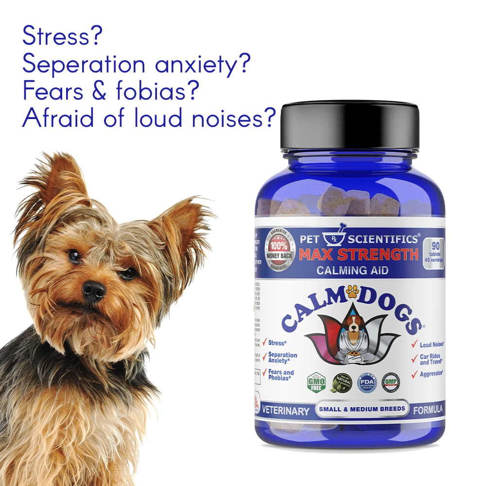 Dog Anxiety Medications
