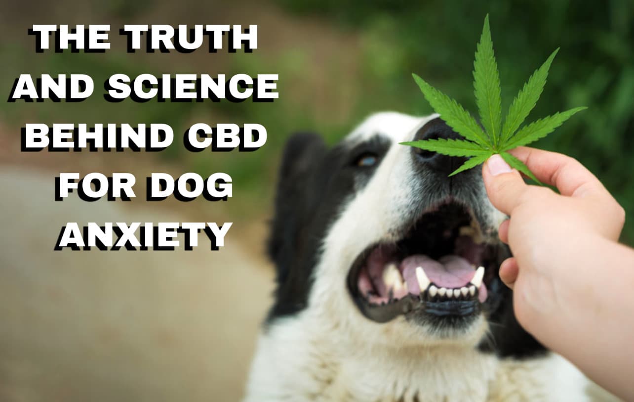 CBD on Canine Anxiety Miracle Cure or Does Real Science Tell US