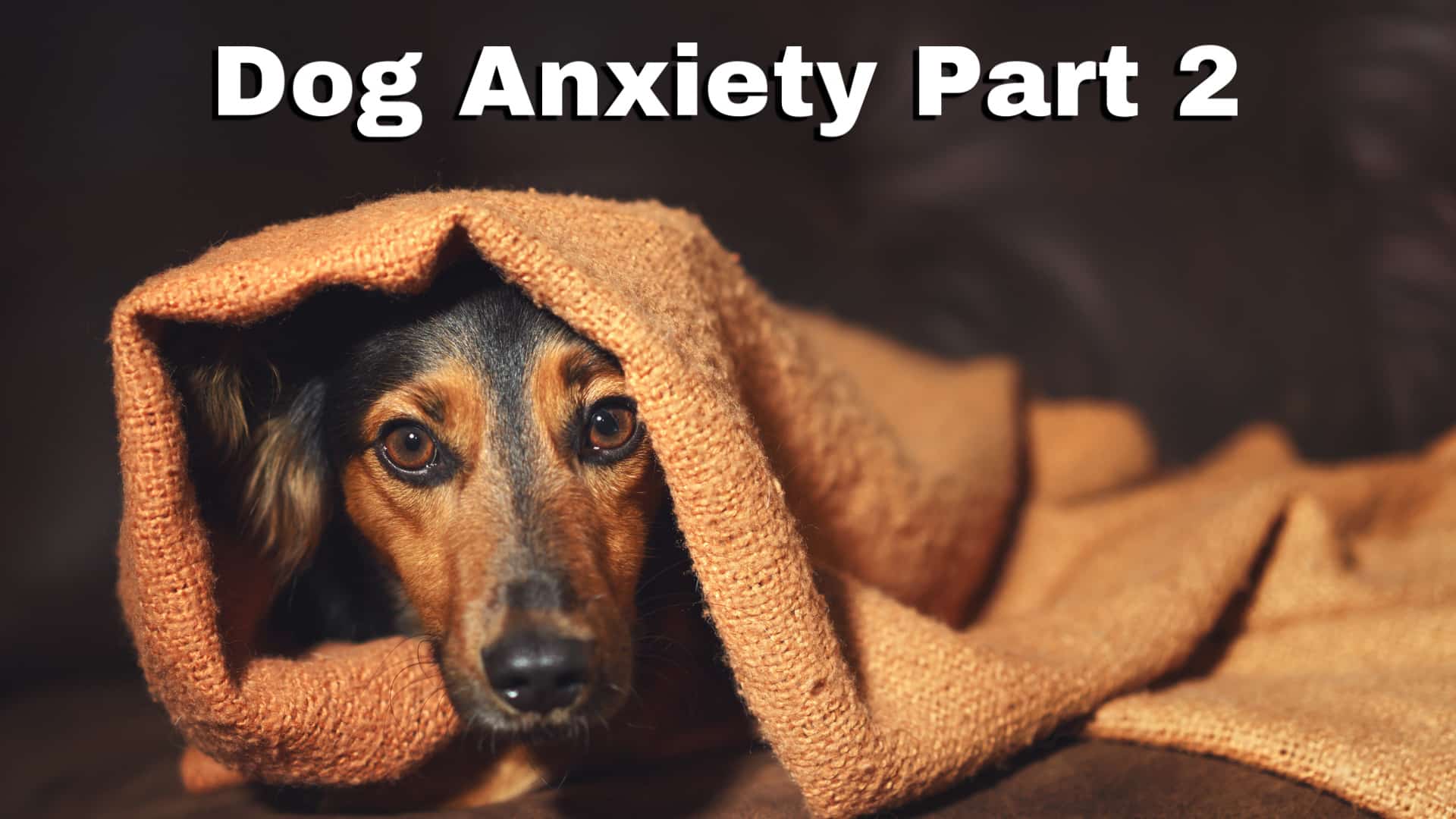 Dealing with Dog Anxiety A Guide to the Best Anxiety Aids and