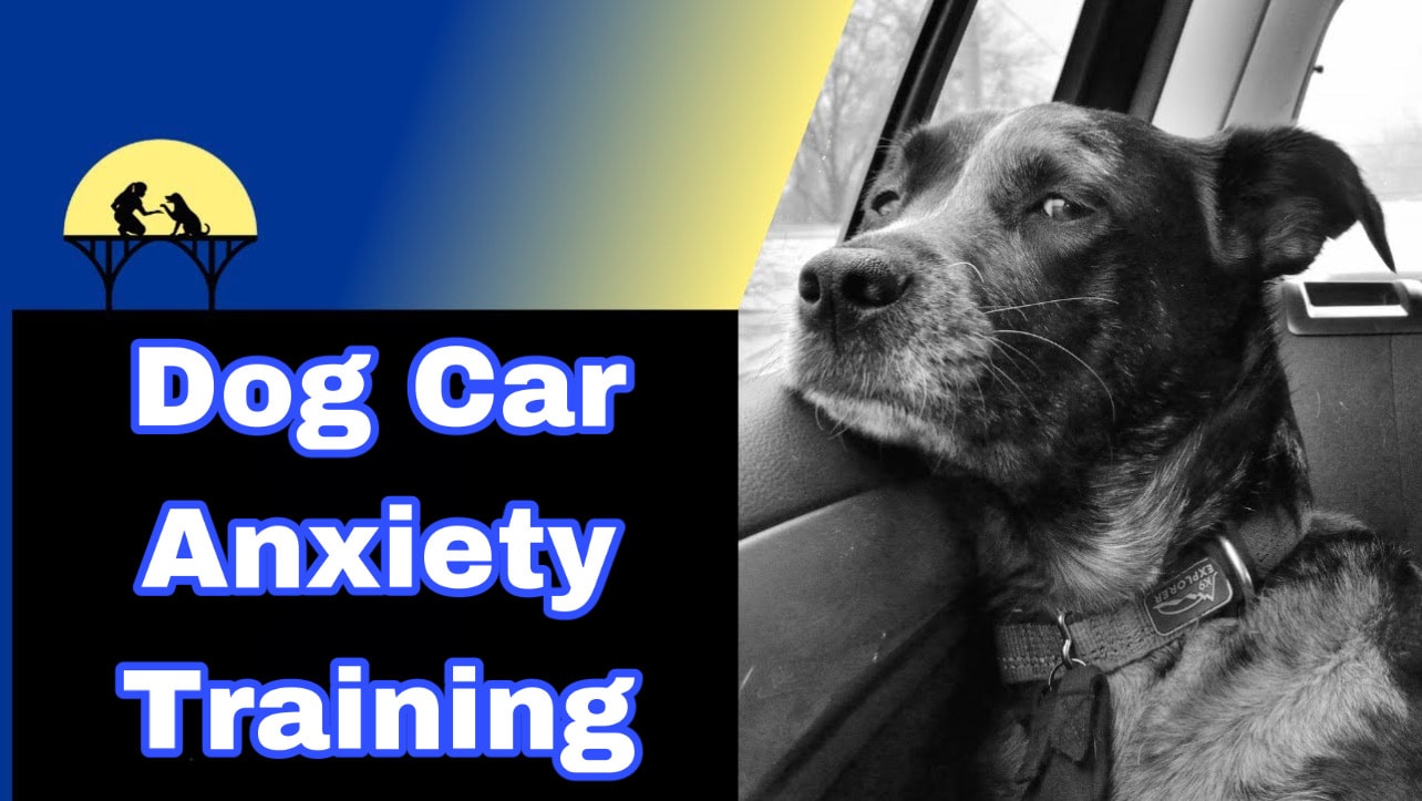 Dog Car Anxiety 