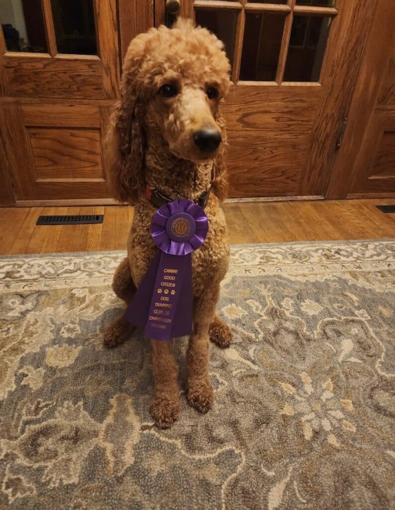 Dog showing improvement with CALM DOGS® anxiety supplement