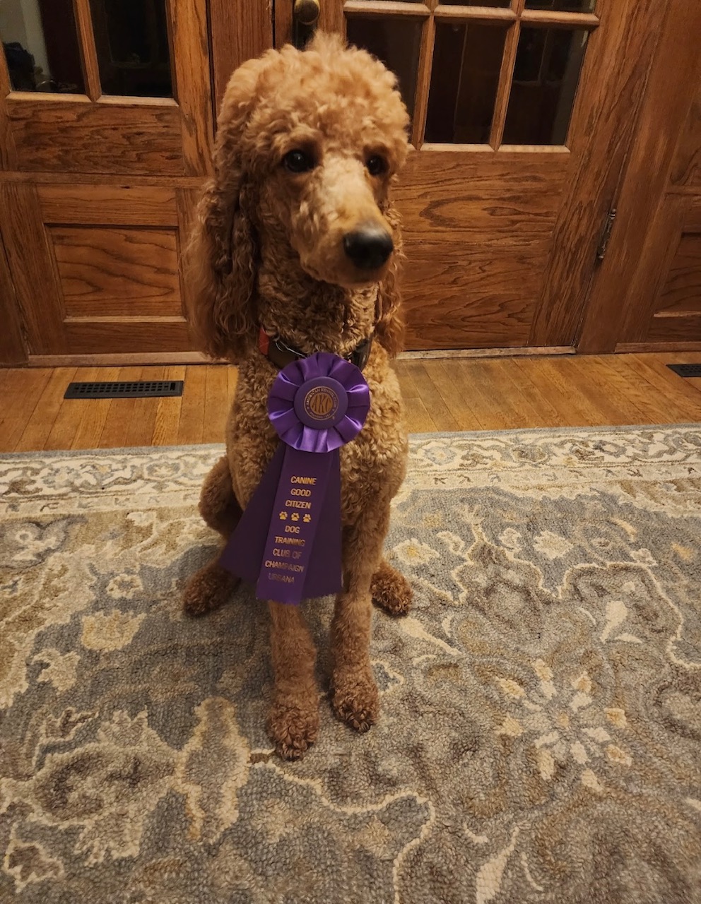 Dog showing improvement with CALM DOGS® anxiety supplement