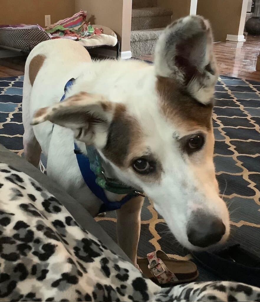 Dog showing calm behavior after using CALM DOGS® anxiety treatment