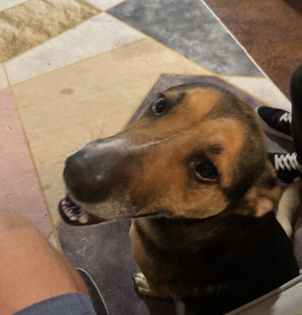 Dog calm after using CALM DOGS® calming supplement for anxiety